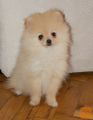 Pomeranian - Pomeranac