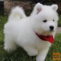zdravi samojed mladički