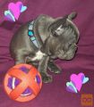 There are beautiful French Bulldog puppies available.