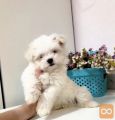 Maltezer i coton de tulear stenci na prodaju