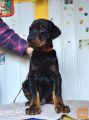 Doberman i rotvajler stenci na prodaju
