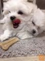 Maltezer i coton de tulear stenci na prodaju