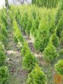 ciprese thuja smaragd višina 80cm