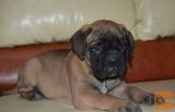 Bulmastif i labrador retriver stenci na prodaju