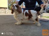 Muzjak Cavalier king Charles spaniel slobodan za parenje