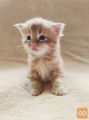 Candy - Maine Coon, cistokrvna, presladka bombona