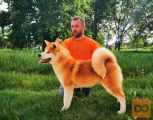 Akita inu