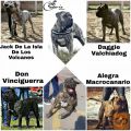 Presa Canario