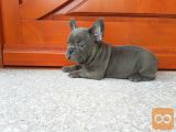 Francoski buldog