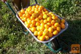 mandarine dostava iz Neretve