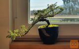 Bonsai Juniperus (5 - 7 let)