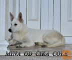 Beli švajcarski ovčar,kratkodlaka ženka