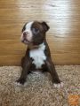 Boston terrier - rdeči