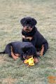 Rottweiler mladiči