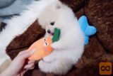 Priceless Pomeranian puppies for adoption