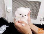 Čudoviti čajni pomeranianski mladički naprodaj