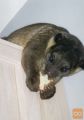 kinkajou na voljo za prodajo