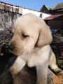 Labrador retriver