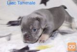 Lilac in blue tan