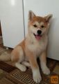 Akita inu i Shiba Inu štenci