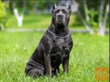 Rotvajler i Cane Corso