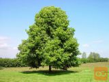 Drevo Lipovec (Tilia cordata)