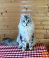 Maine Coon mucek