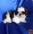 Shih-tzu