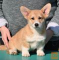 Velski korgi/Welsh Corgi Pembroke