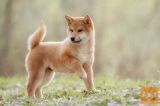 Akita inu i Shiba Inu