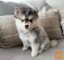 Pomskyjevi mladički