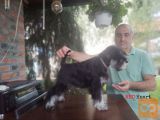 Patuljasti šnaucer žensko štene