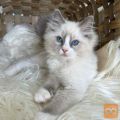 Mucki pasme Ragdoll