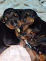 Doberman štenci