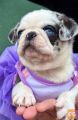 Exclusive Pug Puppies