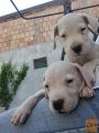 Dogo argentino prelepi štenci