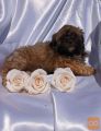 Shih poo (shih-tzu poodle)