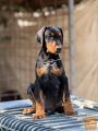 Prodaju se prelepi štenci dobermana, rodjeni 02.07.2025.