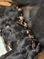 Rottweiler mladići štenci