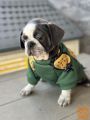 Exotic Pug