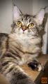 PUNČKA - MAINE COON - 6 MESECEV 
