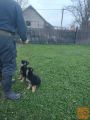  Štenci nemackog ovcara radna linija