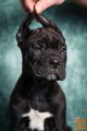 Cane Corso stenad