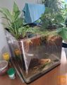 Prodam akvarij tipa »nano« ,dimenzij 30 x 30 x 30 cm .